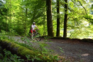 Trek Powerfly+ 9, Action Wald2
